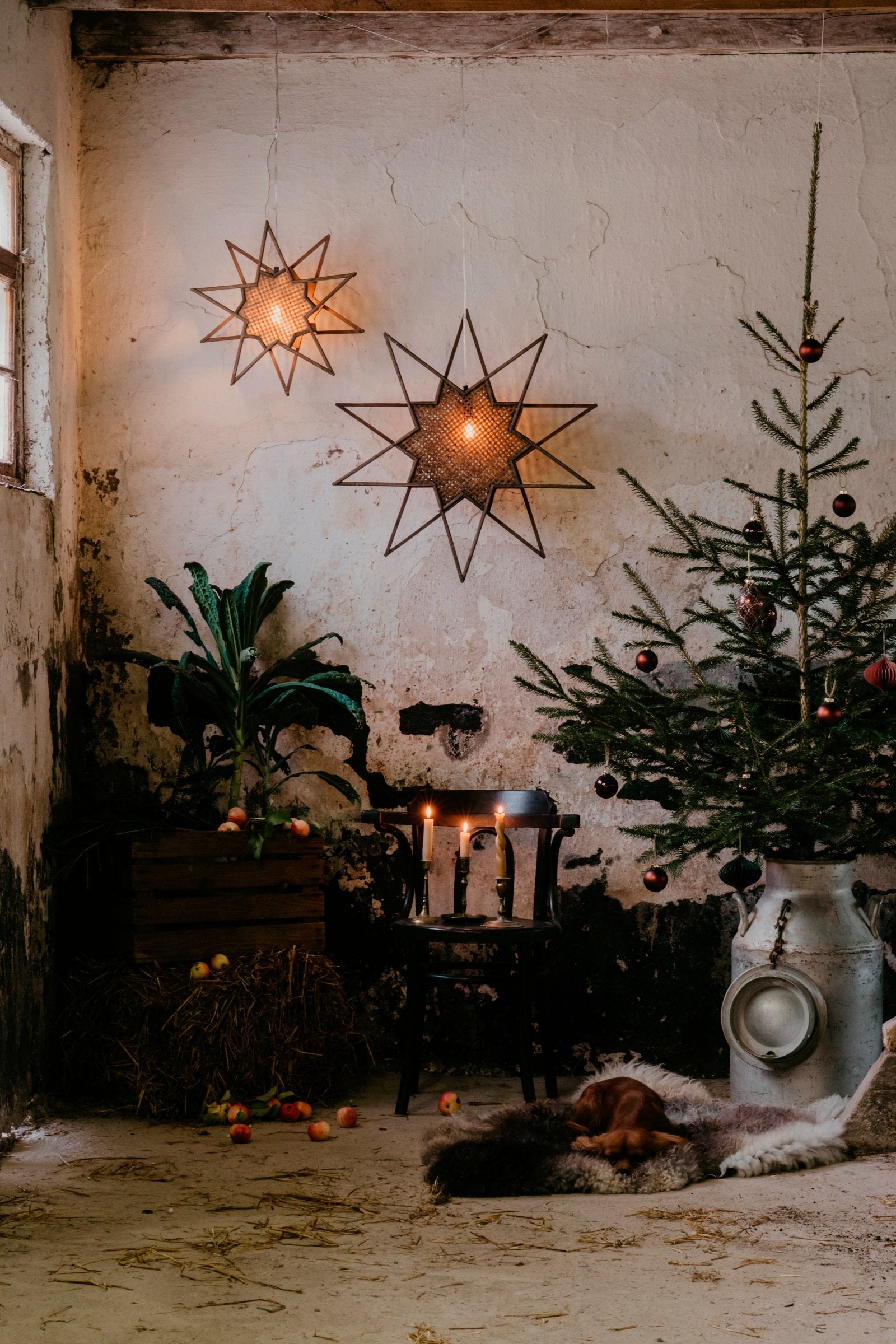 Julstjärna Karin 70 Brun