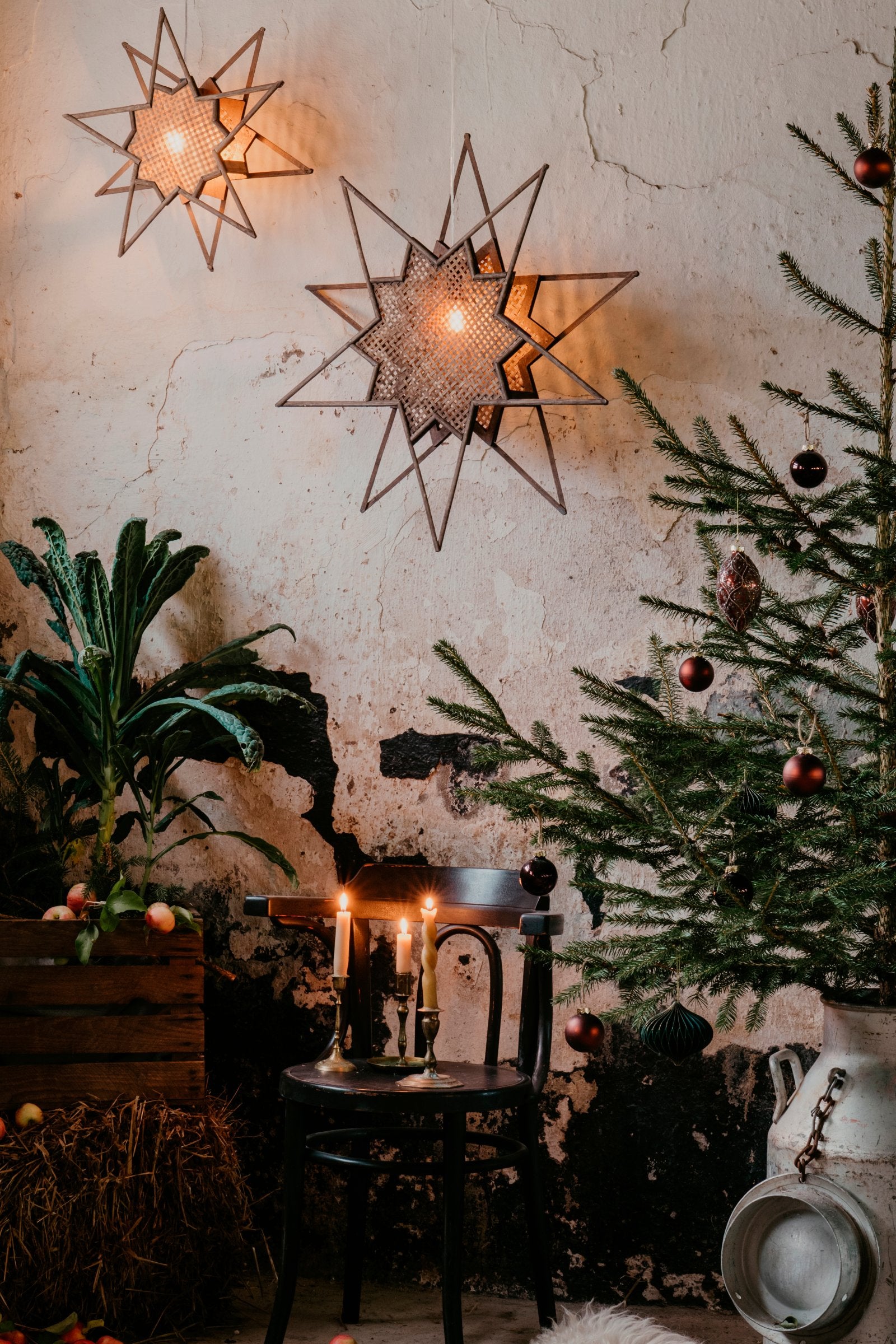 Julstjärna Karin 70 Brun