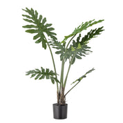 Philodendron, Konstväxt