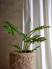 Philodendron, Konstväxt