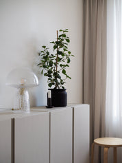 Bordslampa Fungo 22 Special Edition Klar