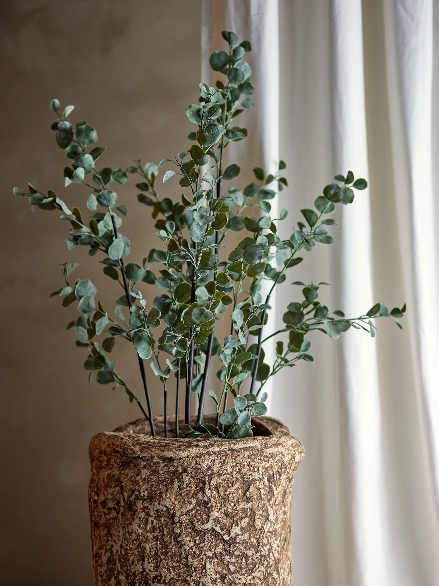 Eukalyptus, Konstväxt