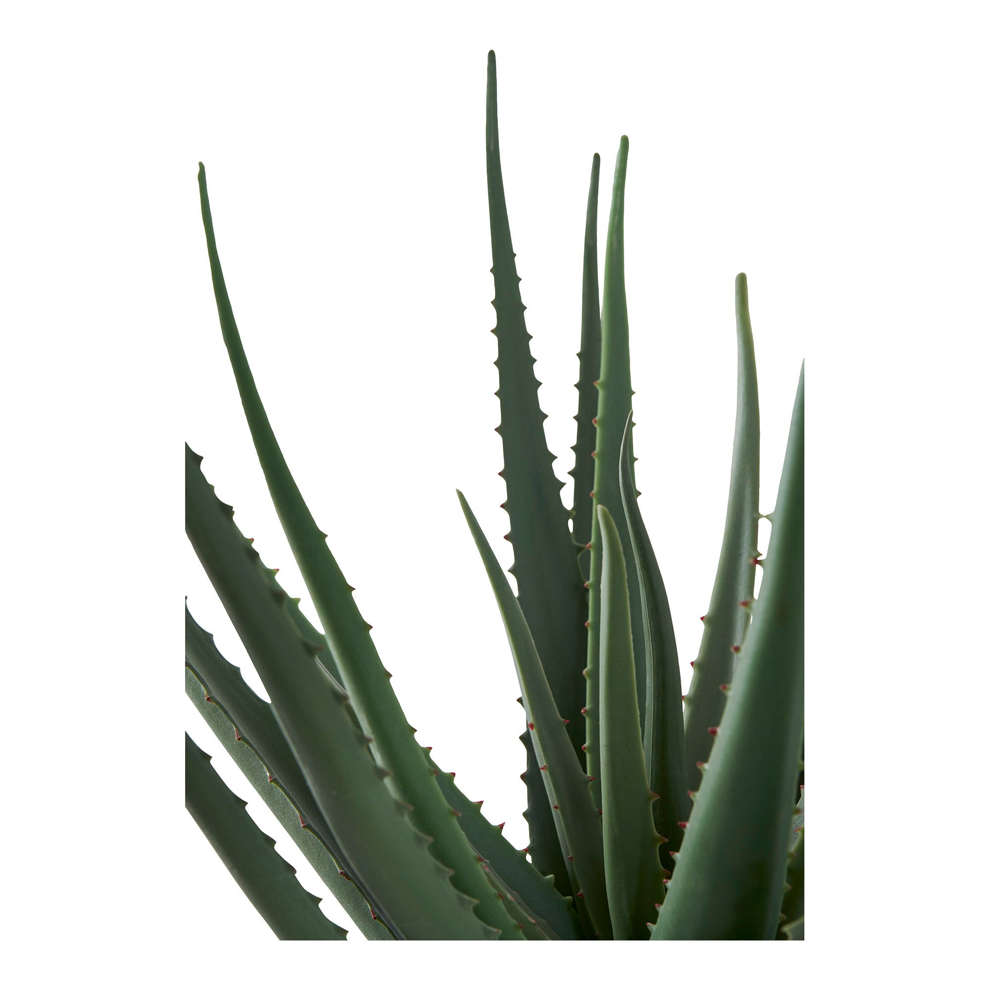 Konstväxt Aloe Vera H51cm, Grön