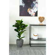 Konstväxt Fikus lyrata H100cm, Grön