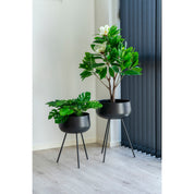 Konstväxt Monstera H45cm, Grön