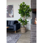 Konstväxt Fikus lyrata H190cm, Grön