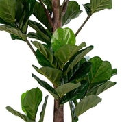 Konstväxt Fikus lyrata H190cm, Grön