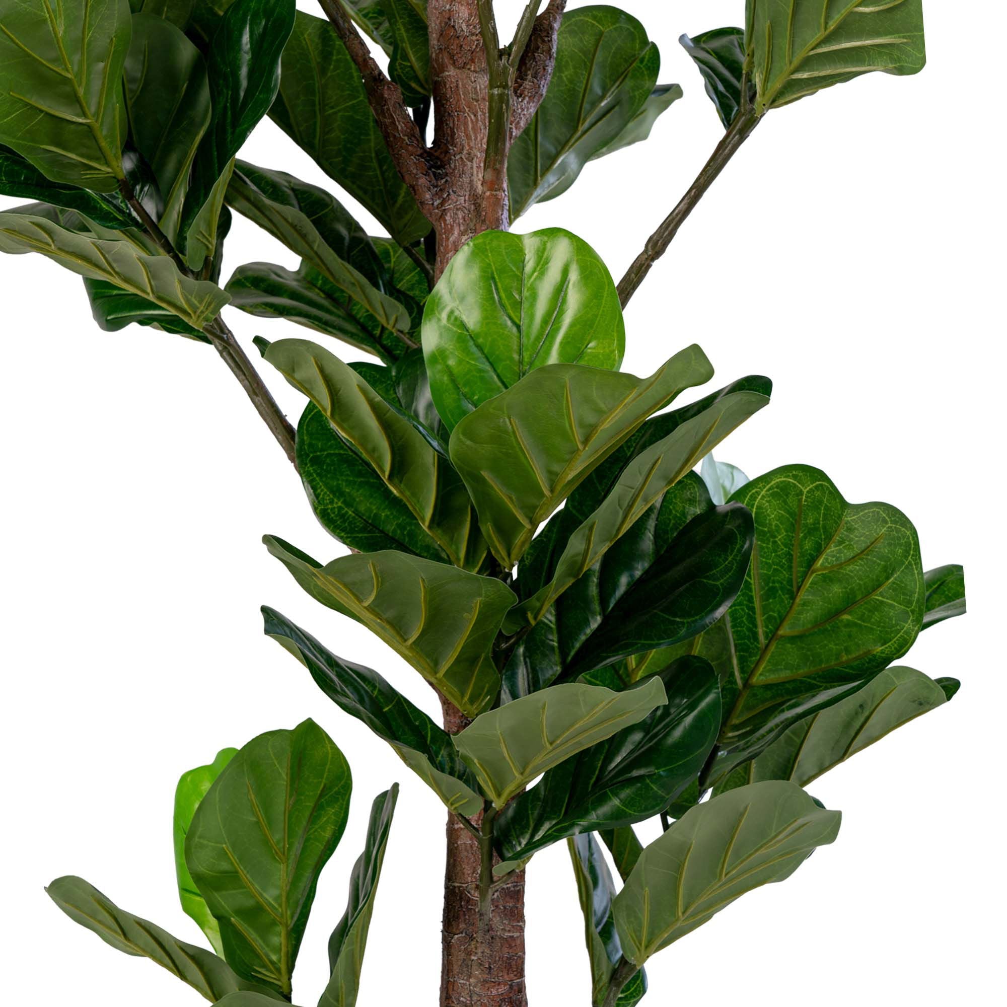 Konstväxt Fikus lyrata H190cm, Grön