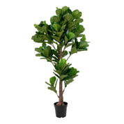 Konstväxt Fikus lyrata H190cm, Grön