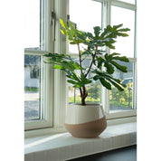 Konstväxt Fikusträd H150cm, Grön