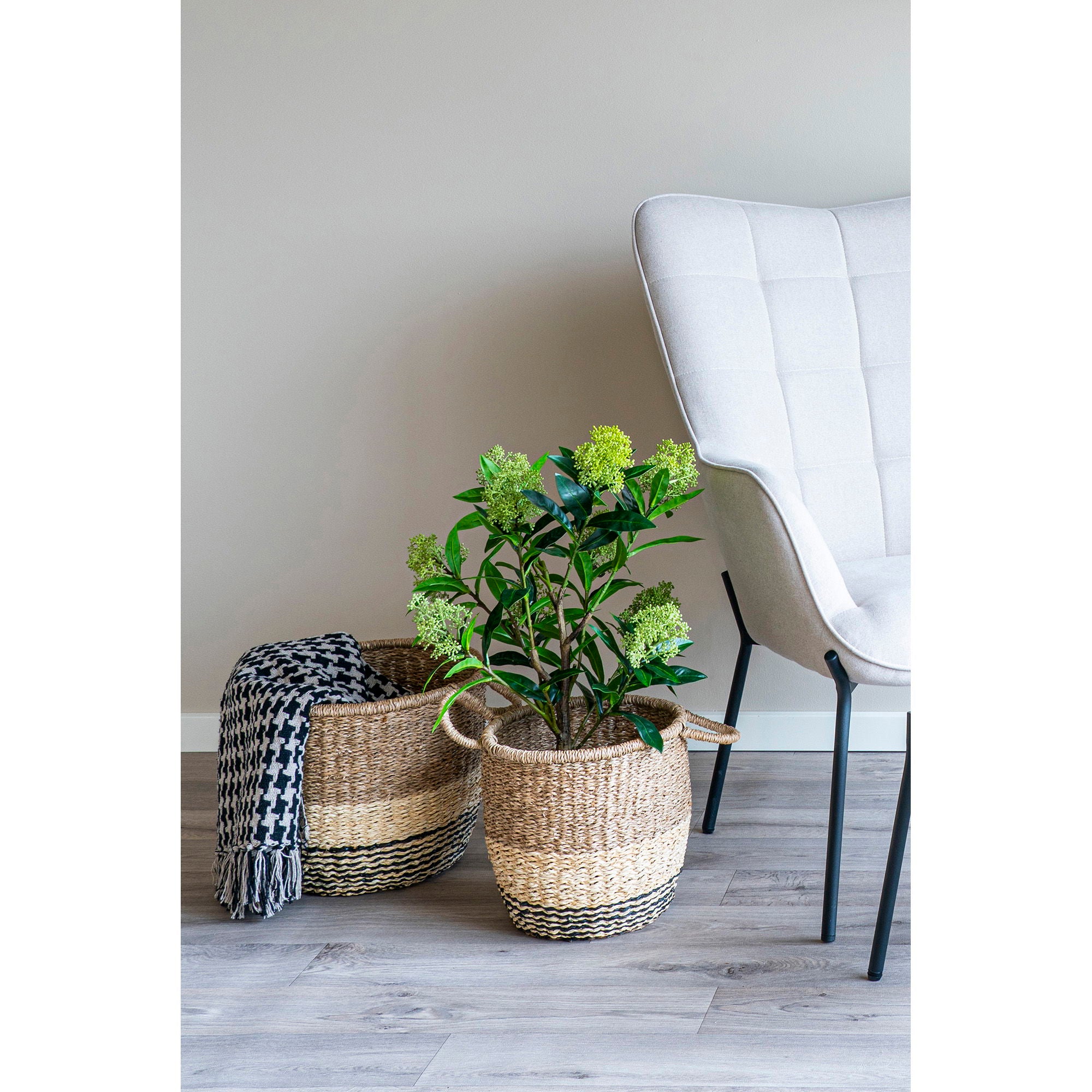 Konstväxt Skimmia-träd  H75cm, Grön