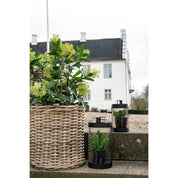 Konstväxt Skimmia-träd  H75cm, Grön