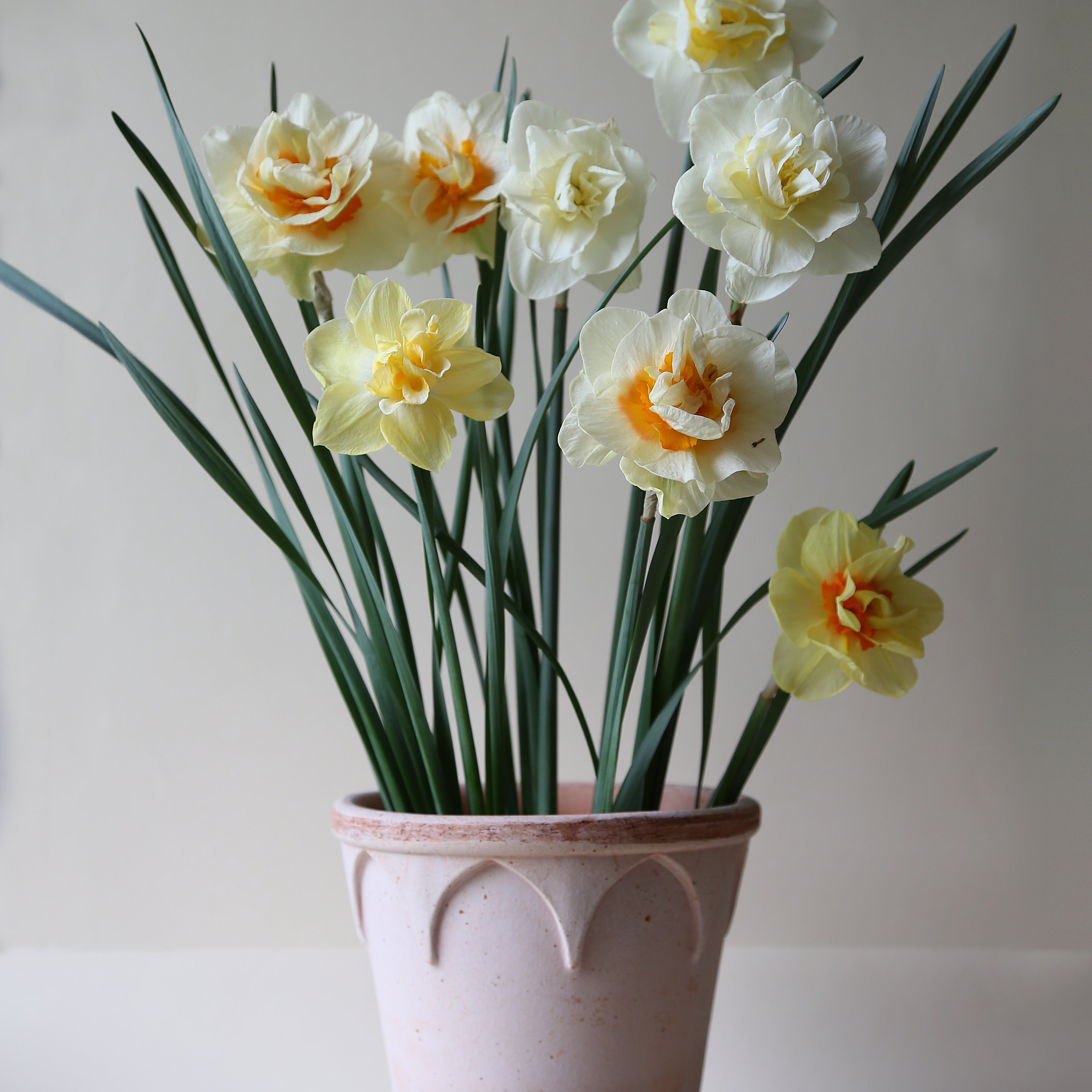 BERGS-POTTER_narcissus_RAW_ELIZABETH_RARO_IMG_1873_JK.jpg