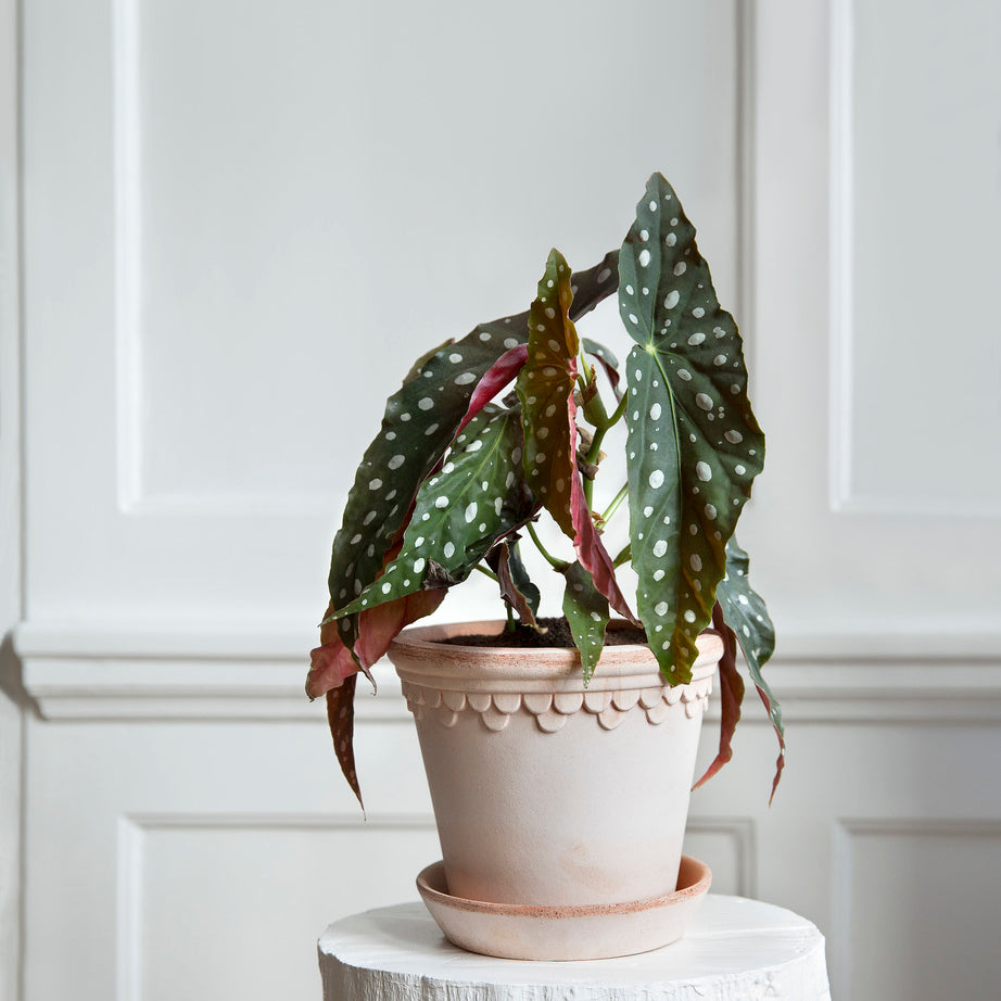 Copenhagen_rosa_panel.jpg