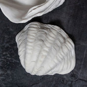 SHELL Dekoration, Vit