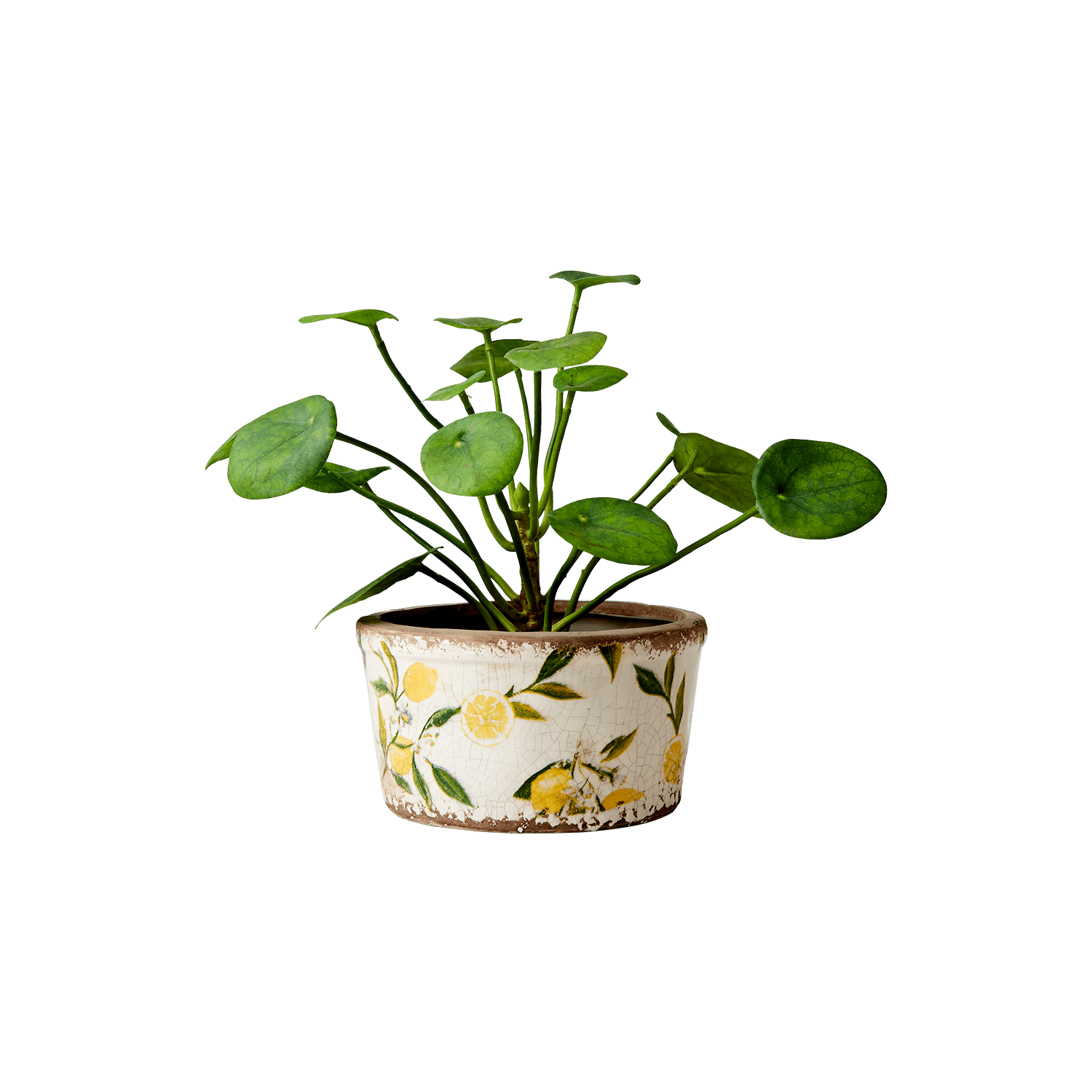 Affari of Sweden LEMONA Kruka S, Vit/grön/gul - Azalea Home