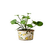 Affari of Sweden LEMONA Kruka S, Vit/grön/gul - Azalea Home