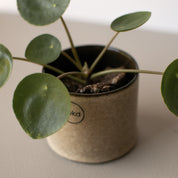 ASTILLBE Kruka Small H6cm, Beige