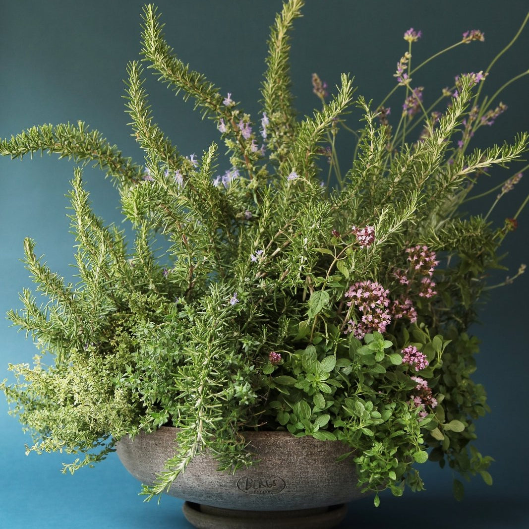 Bergs Potter Ada Kruka med Fat Ø 45 cm, Grå - Azalea Home