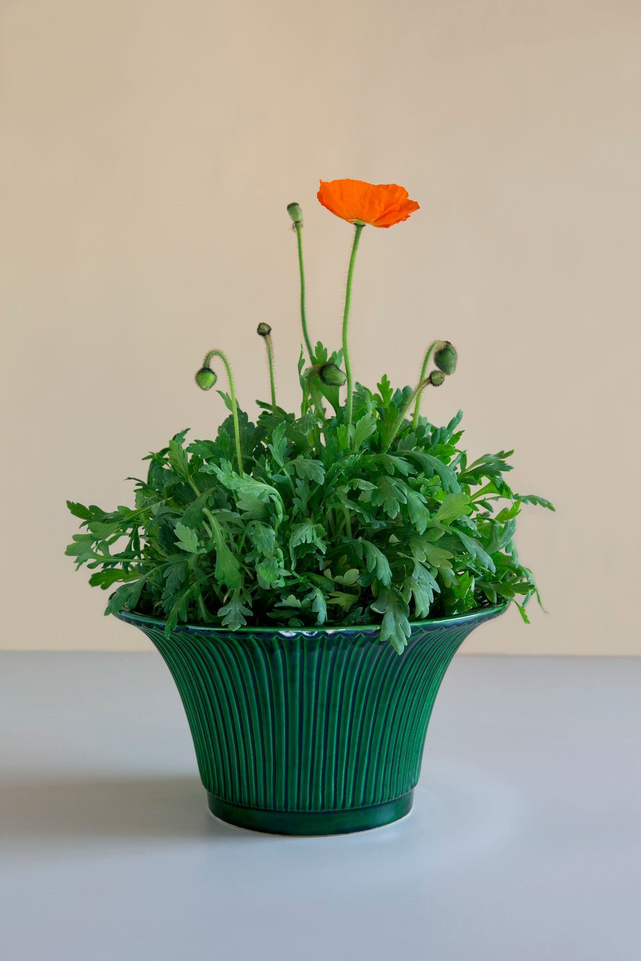 Bergs Potter Daisy Kruka Ø30 cm, Grön - Azalea Home