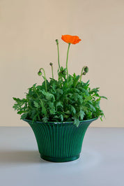 Bergs Potter Daisy Kruka Ø30 cm, Grön - Azalea Home
