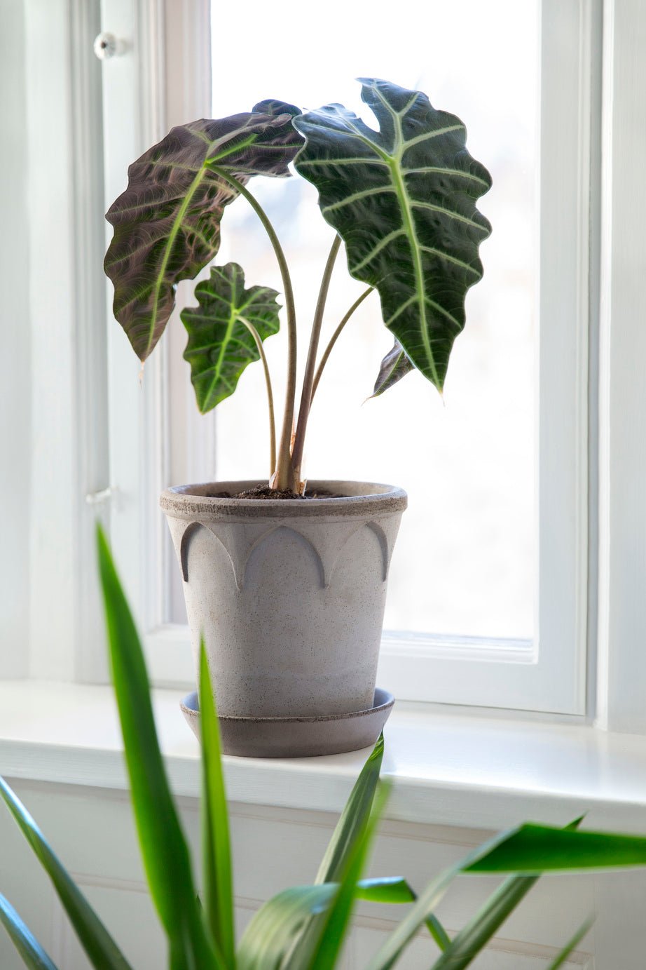 Bergs Potter Elizabeth Kruka med Fat Ø25 cm, Grå - Azalea Home