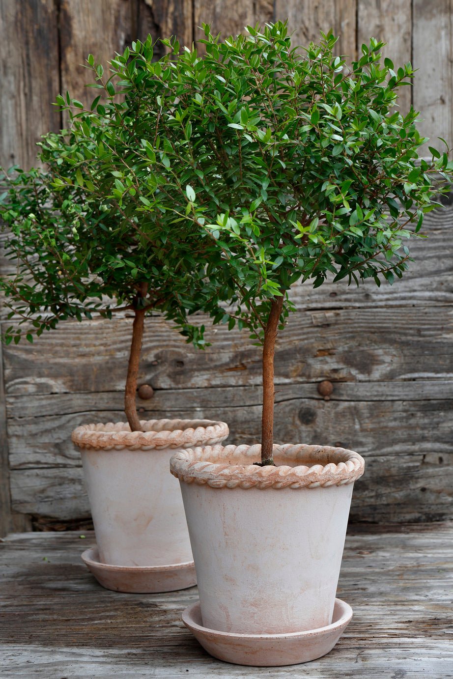 Bergs Potter Emilia Kruka med Fat Ø35 cm, Rosa - Azalea Home