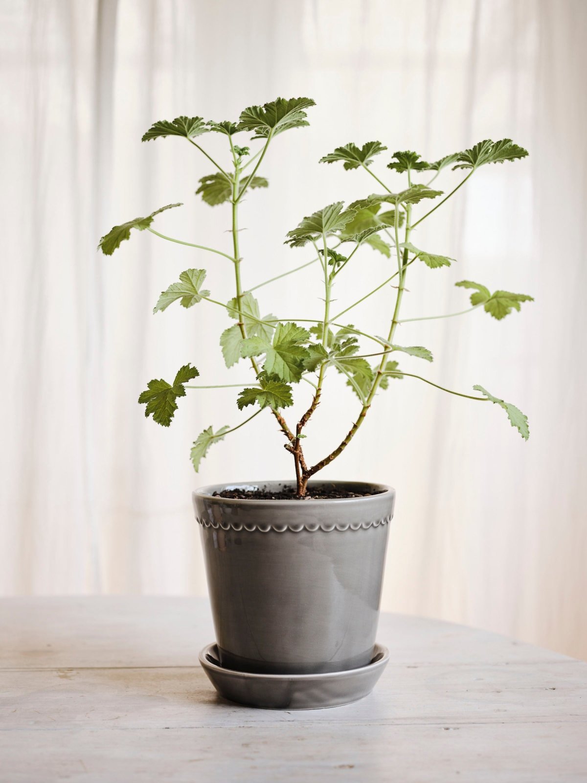 Bergs Potter Helena Kruka med Fat Ø18 cm, Pearl Grey - Azalea Home