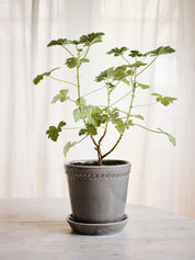 Bergs Potter Helena Kruka med Fat Ø18 cm, Pearl Grey - Azalea Home