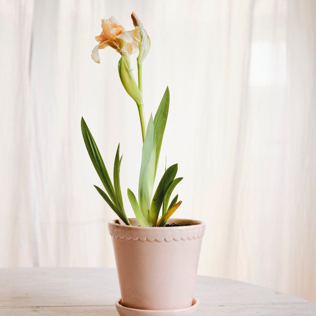 Bergs Potter Helena Kruka med Fat Ø18 cm, Quartz Rose - Azalea Home