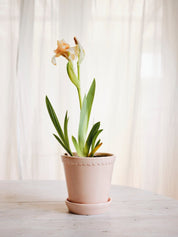 Bergs Potter Helena Kruka med Fat Ø18 cm, Quartz Rose - Azalea Home