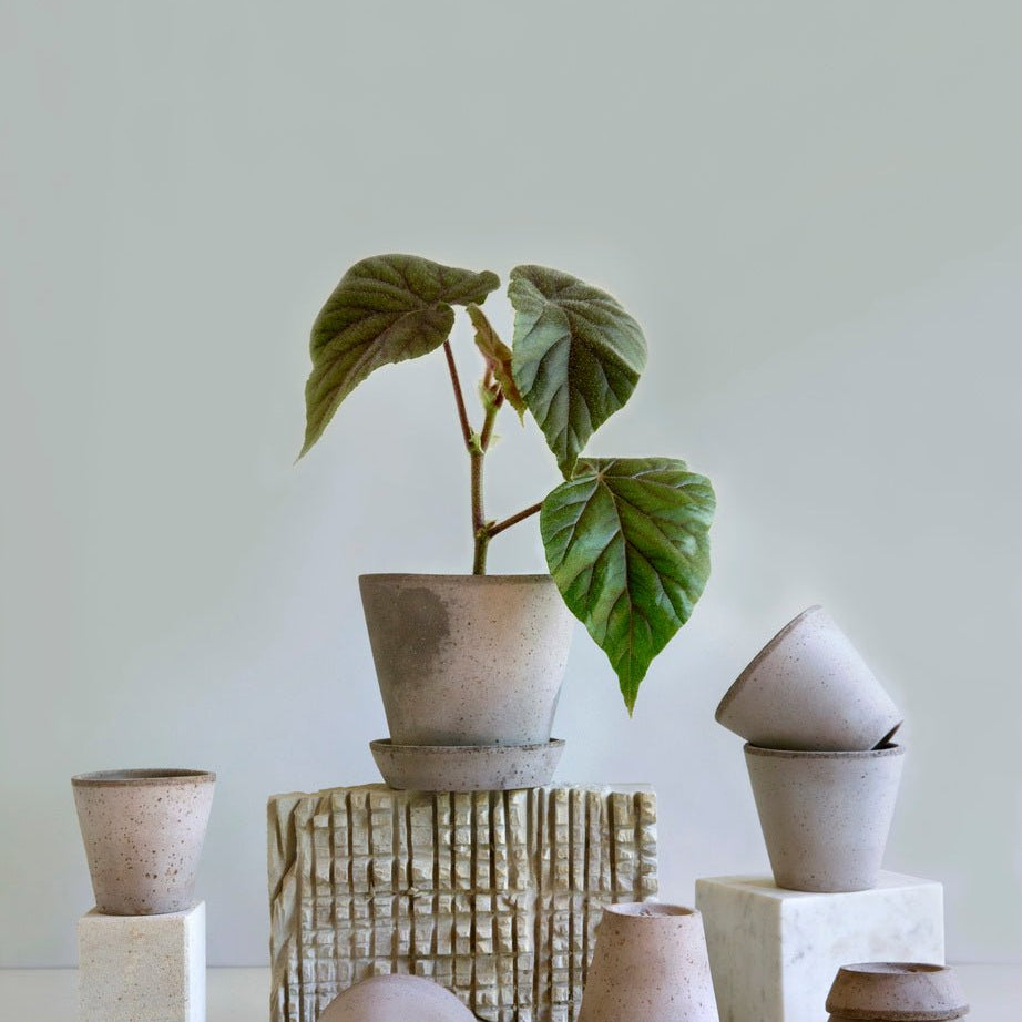 Bergs Potter Julie Kruka med Fat Ø25 cm, Grå - Azalea Home