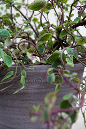 Bergs Potter Julie Kruka med Fat Ø40 cm, Grå - Azalea Home