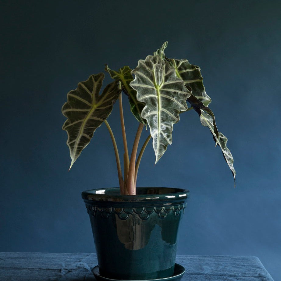 Bergs Potter Köpenhamn Kruka Ø25 cm, Blå - Azalea Home