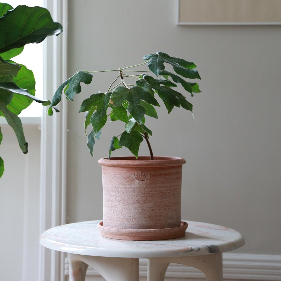 Bergs Potter Modena Kruka med Fat Ø40cm, Rosa - Azalea Home