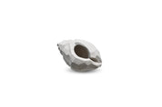 Cooee Design The Pear Shell Skulptur, Limestone - Azalea Home