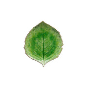 Costa Nova Fat Riviera Hydrangea 17cm Light Green - Azalea Home