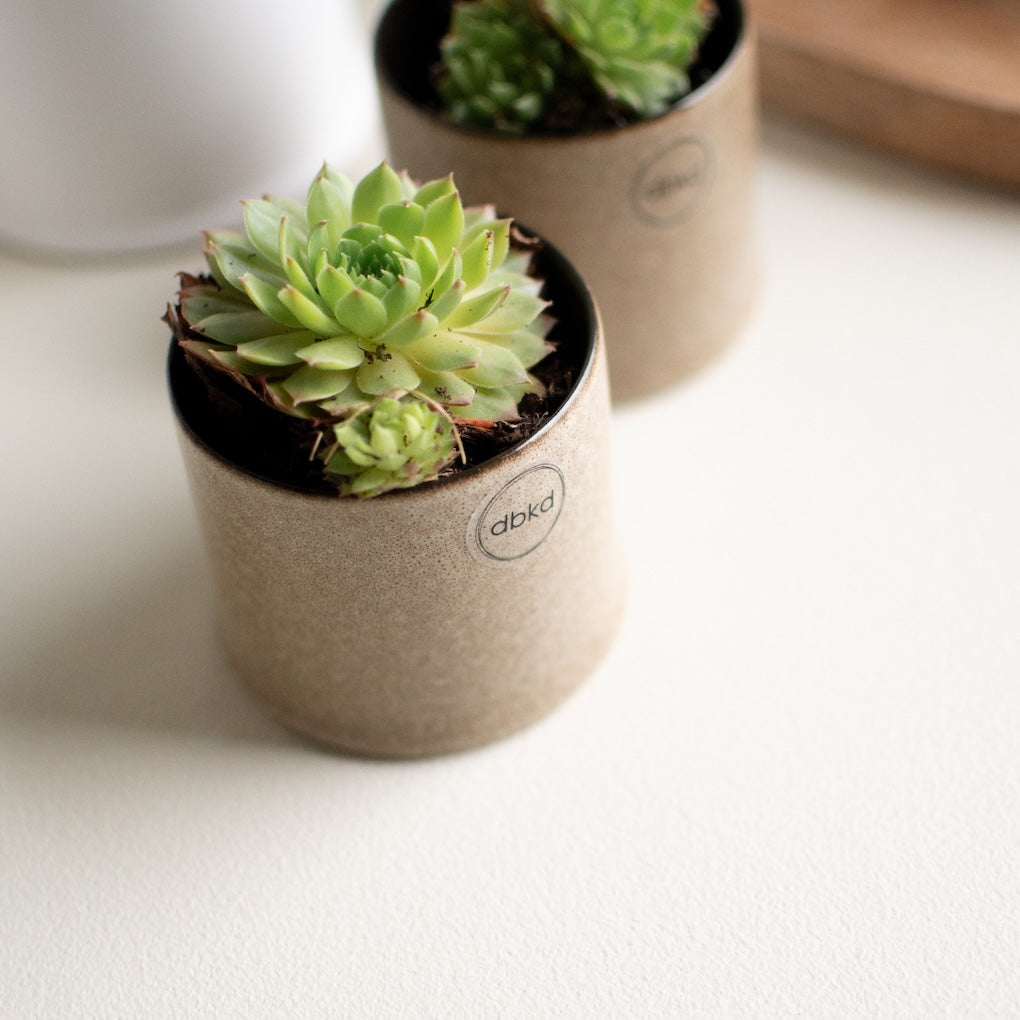 ASTILLBE Kruka Small H6cm, Beige