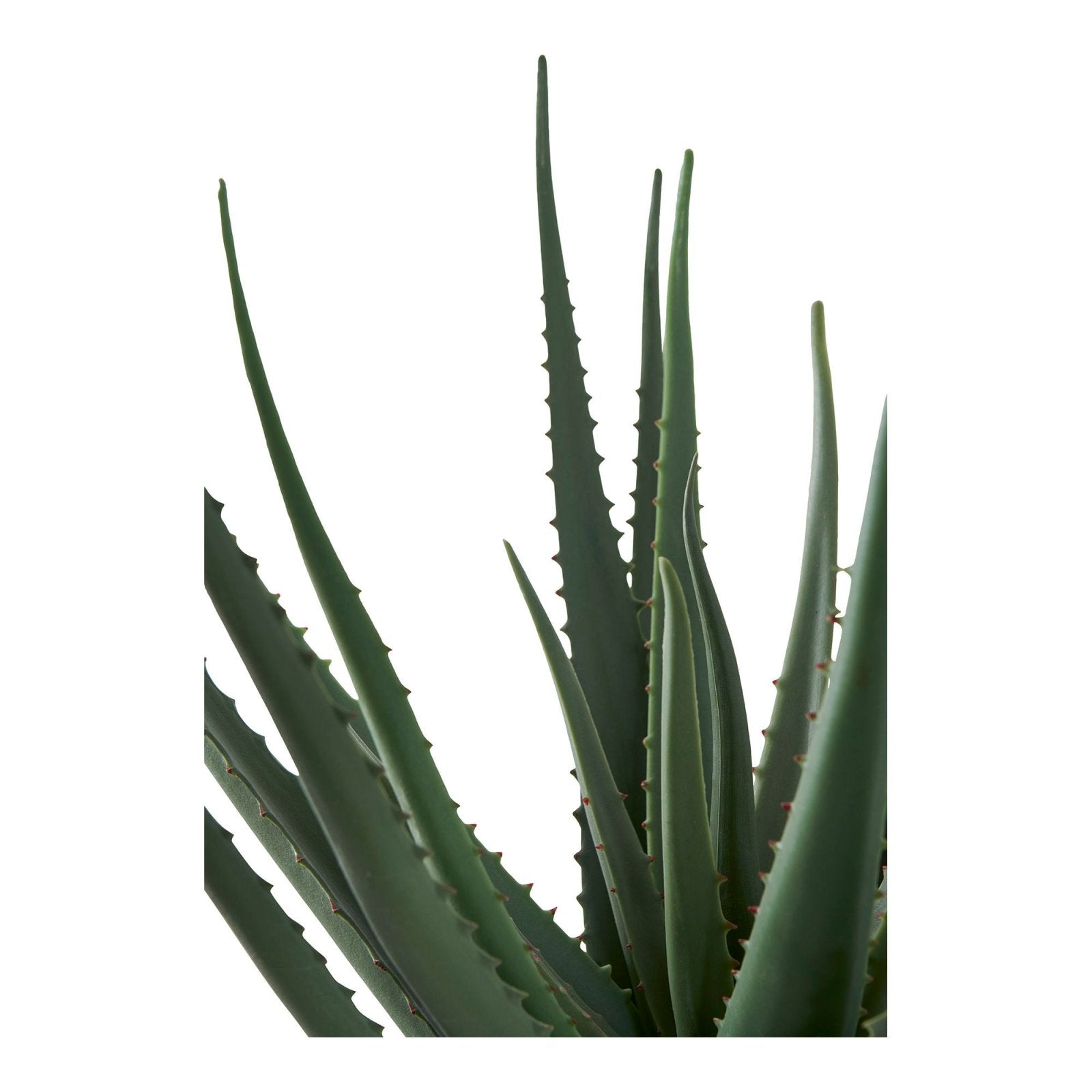 House Nordic Konstväxt Aloe Vera H51cm, Grön - Azalea Home