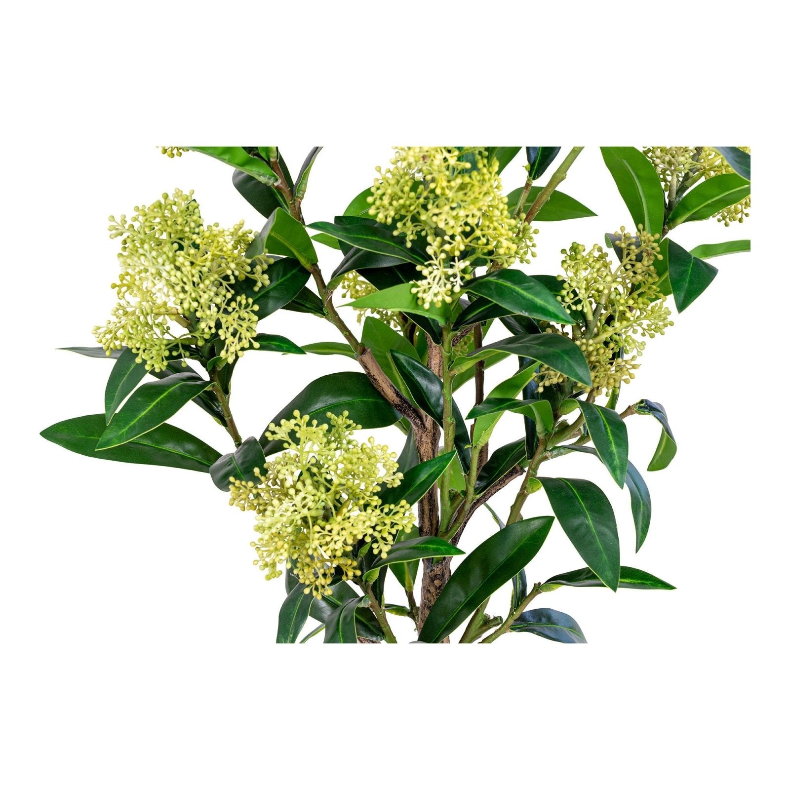 House Nordic Konstväxt Skimmia - träd H75cm, Grön - Azalea Home