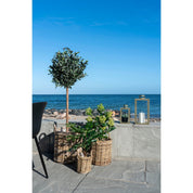 House Nordic Konstväxt Skimmia - träd H75cm, Grön - Azalea Home