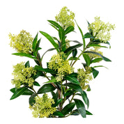 House Nordic Konstväxt Skimmia - träd H75cm, Grön - Azalea Home