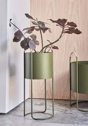 Maki Blomlåda, Hög, Olive