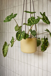 Hübsch Bloom Hängkrukor Beige, 3 - Pack - Azalea Home