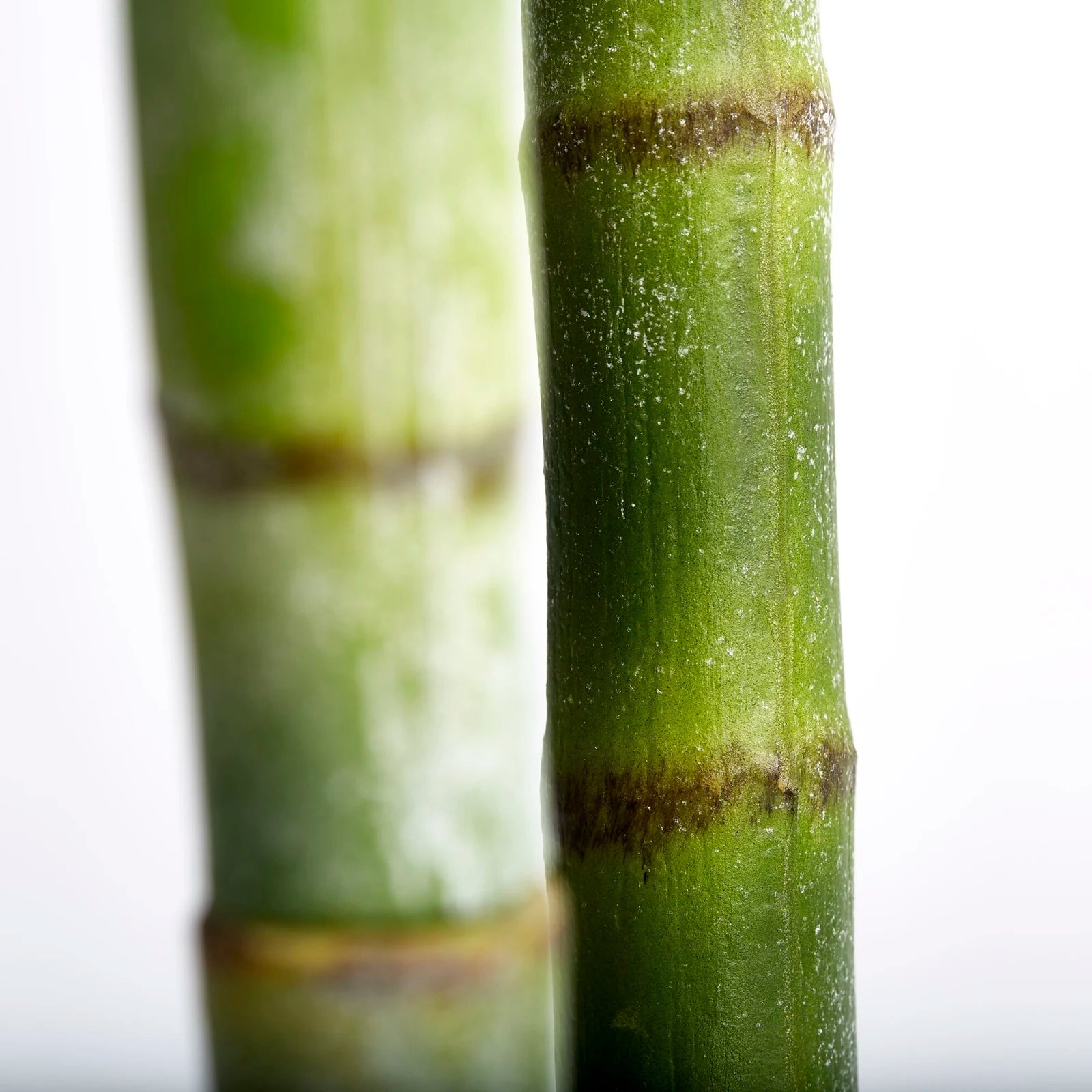 Lene Bjerre Flora blomma H185cm, Konstväxt - Azalea Home