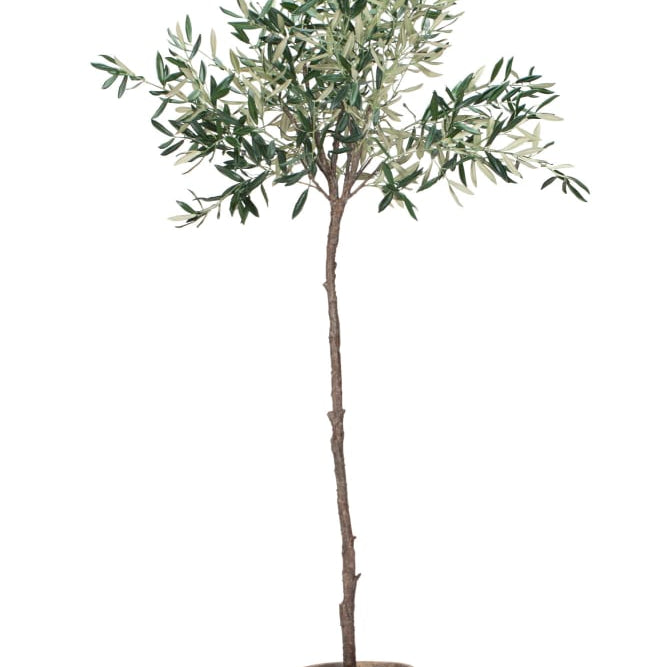 Lene Bjerre Flora olivträd 160cm, Konstväxt - Azalea Home