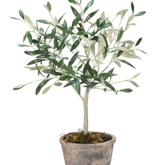 Lene Bjerre Flora olivträd 44cm, Konstväxt - Azalea Home