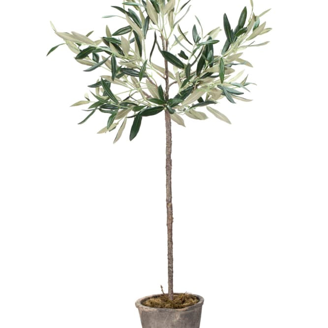 Lene Bjerre Flora olivträd 73cm, Konstväxt - Azalea Home
