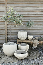 Flora olivträd 44cm, Konstväxt