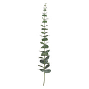 Flora eukalyptus, Konstväxt